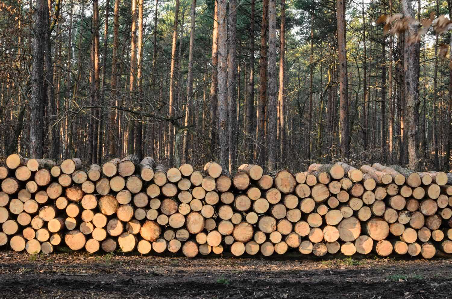 wood-logs